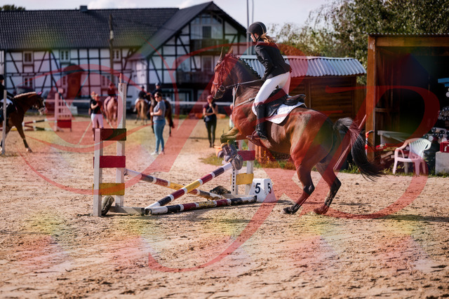 2026_10_03_Siefer-Hof_143535_Z81_04272504 | Professionelle Reitsport-, Turnier- und Eventfotografie von Robert Broda. Galerien mit ausgewählten und bearbeiteten Bildern direkt online ansehen und bestellen.