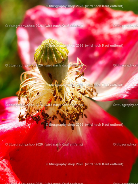 titusgraphy_P7173212-vz-ln | titusgraphy-shop: Geschenkideen mit Qualitätsfotos. titusgraphy-shop: gift ideas with quality photos. titusgraphy-shop: idées cadeaux avec photos de qualité.  - Realisiert mit Pictrs.com