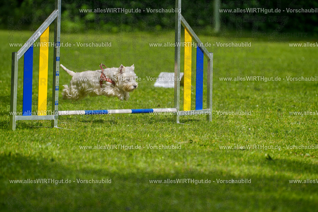 @allesWIRTHgut_Tierfotografie - www.allesWIRTHgut.de - 7R503864 | Professionelle Tierfotografie in Mönchengladbach von Daniel Wirth (allesWIRTHgut). Liebevolle & natürliche Bilder von Hunden & Katzen für unvergessliche Erinnerungen.