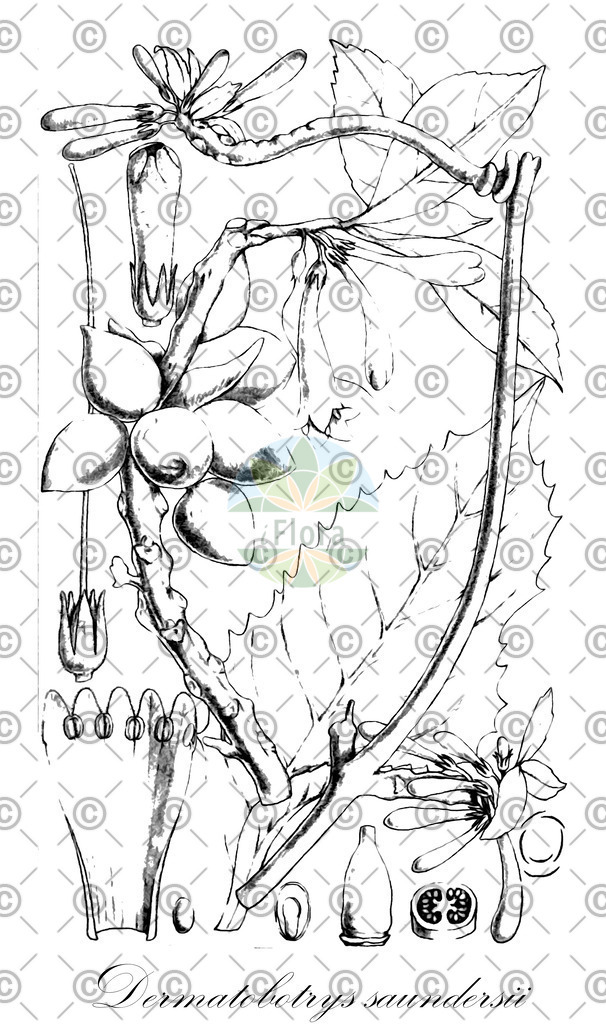 HistAbb_wfo-0001042783_2_ENZY_Simple | Historische Abbildung von Dermatobotrys saundersii - Scrophulariaceae | Historical Illustration of Dermatobotrys saundersii - Scrophulariaceae