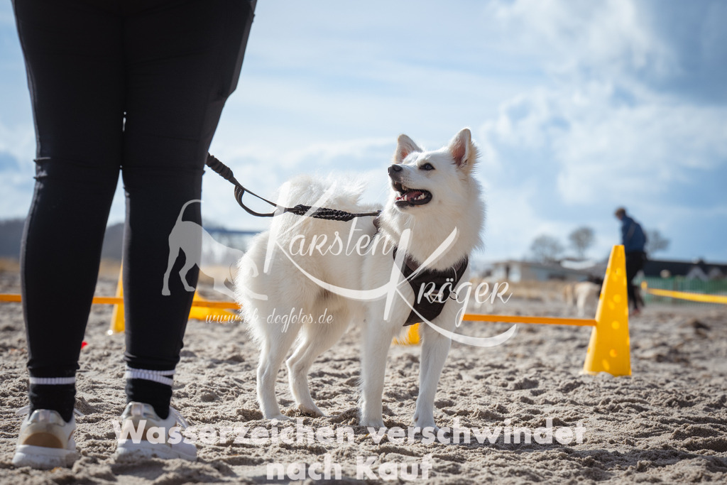 1312_ZZ90721 | kk-dogfotos