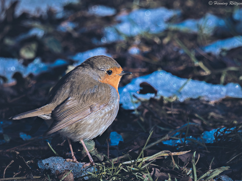 Winterliches Rotkehlchen | henroe-photoart-shop