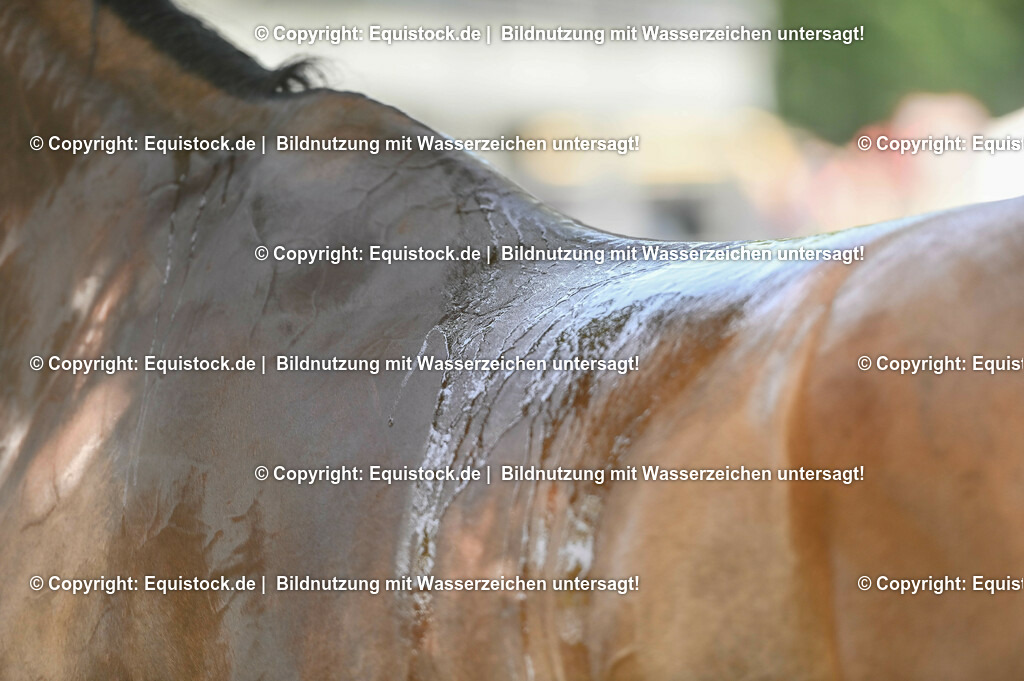 20230527_27_CCI4_Gelände_0298 | equistock