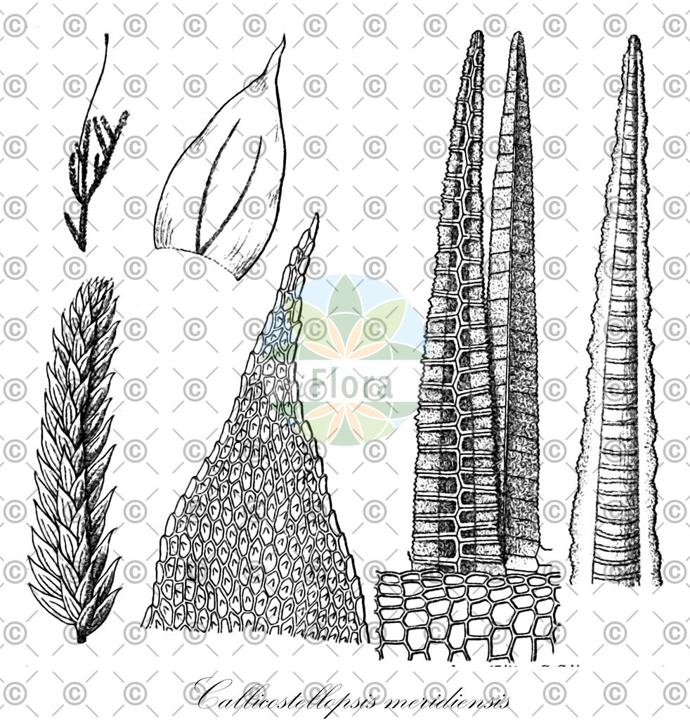 HistAbb_wfo-0001177672_1_ENZY_Simple | Historische Abbildung von Callicostellopsis meridiensis - Callicostaceae | Historical Illustration of Callicostellopsis meridiensis - Callicostaceae