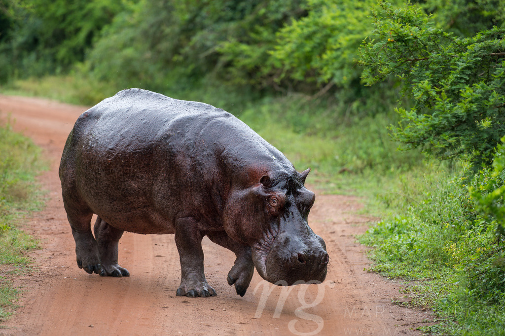 giant hippo bull walking on the road | giant hippo bull walking on the road in Lake Mburo National Park, Uganda - Realisiert mit Pictrs.com