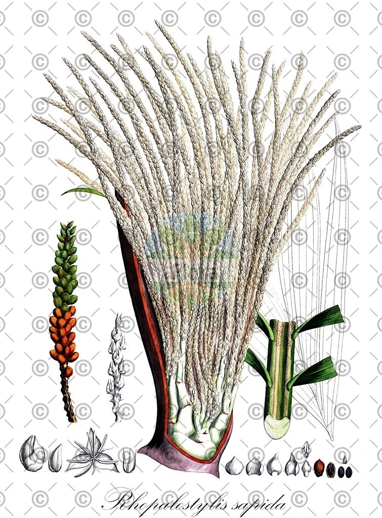 HistAbb_wfo-0001078891_1_ENZY_Simple | Historische Abbildung von Rhopalostylis sapida - Arecaceae | Historical Illustration of Rhopalostylis sapida - Arecaceae