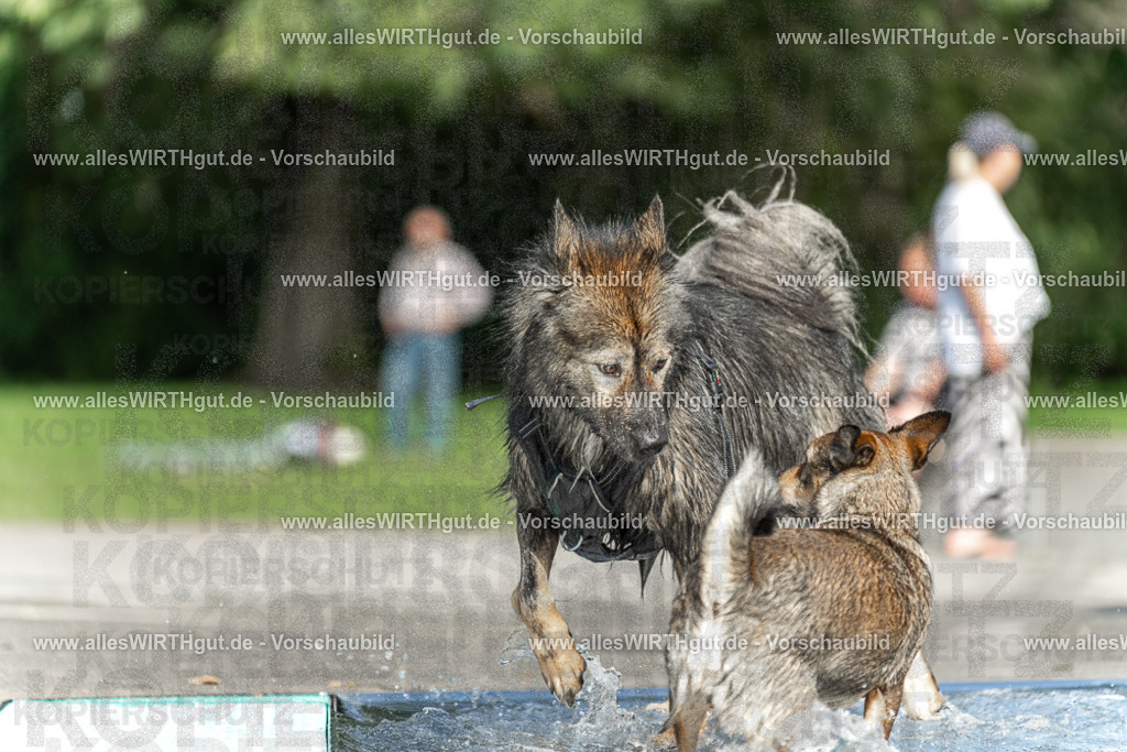 Hundeschwimmen_Volksbad_2026-allesWIRTHgut_Tierfotografie-2609061531-7R501584 | Professionelle Tierfotografie in Mönchengladbach von Daniel Wirth (allesWIRTHgut). Liebevolle & natürliche Bilder von Hunden & Katzen für unvergessliche Erinnerungen.