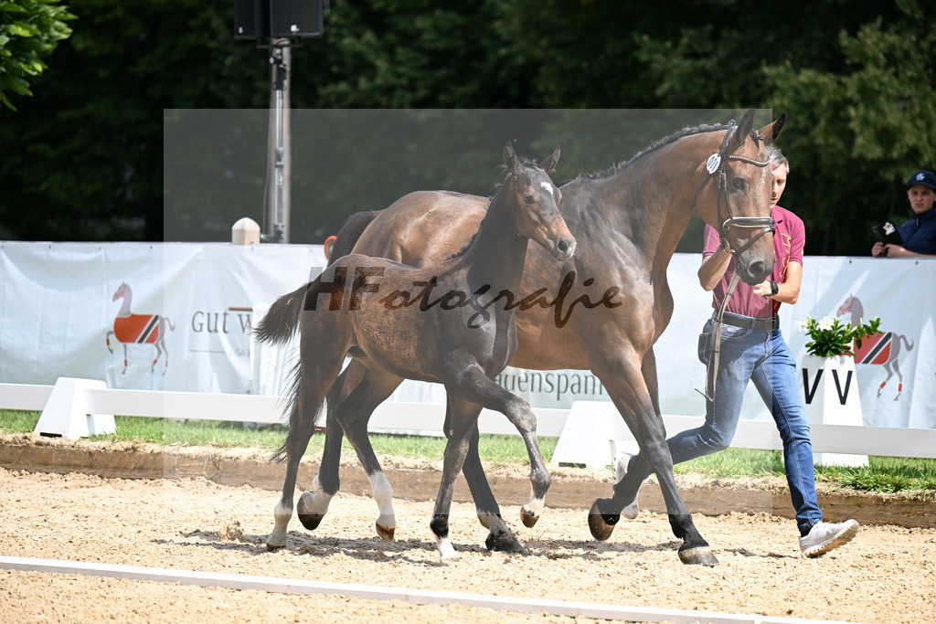 Kat-Nr. 31 Feliciano x Concetto Famoso_HF_Goetz_29250984 | hf-fotografie - Realizzato con Pictrs.com