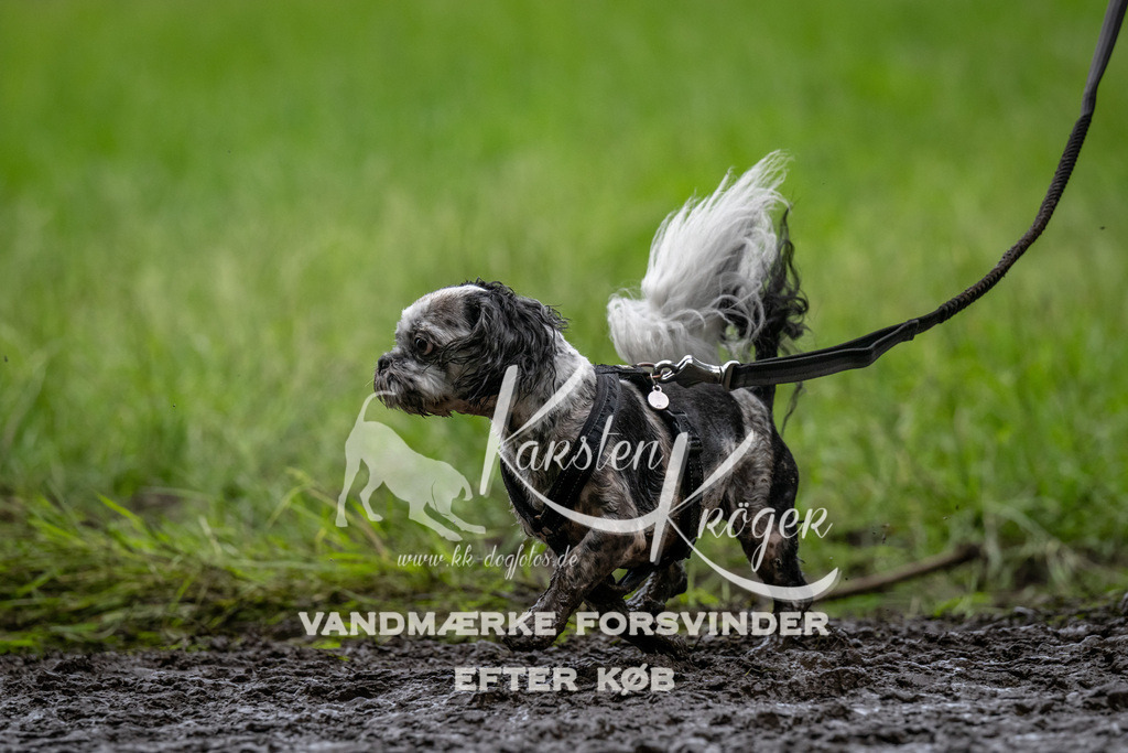 1554_ZZ91026 | kk-dogfotos