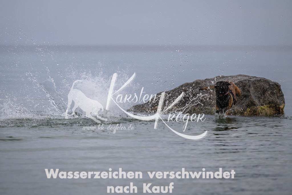 1224_ZZ91556 | kk-dogfotos