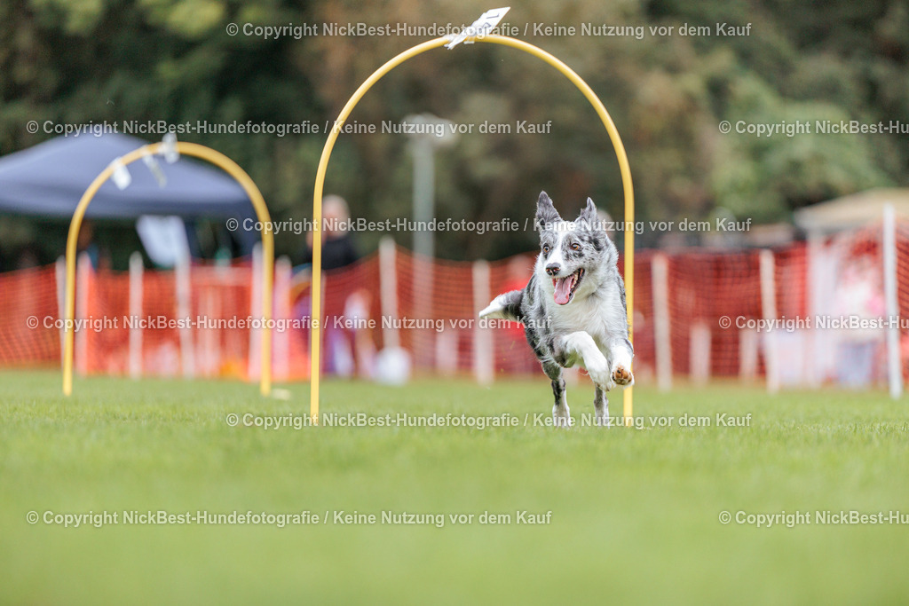 BSP Hoopers-H3 T2 Tag2-2026-Nickbest-Hundefotografie-TuS Komet Arsten e.V.-0868 | Dein Hund! Dein Moment! Deine Erinnerungen! Hundefotografie in Bremen Blumenthal. Ich fange die besonderen Momente deines Vierbeiners ein – ob Indoor mit Blitzanlage oder in der freien Natur. Sicher dir dein Moment und dein Termin für eure Erinnerungen.