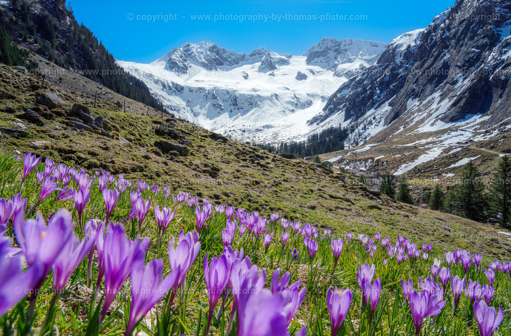 Krokusse Stillup copyright  Thomas Pfister-1 | PHOTOGRAPHY BY THOMAS PFISTER