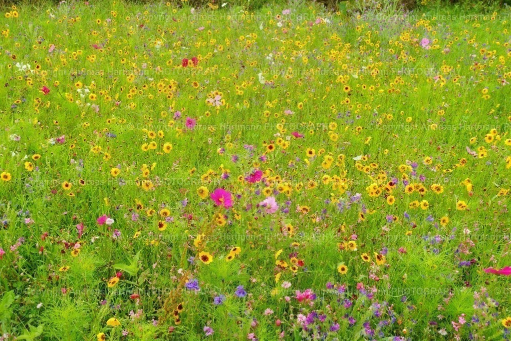 Blühwiese | Blühwiese - Realisiert mit Pictrs.com