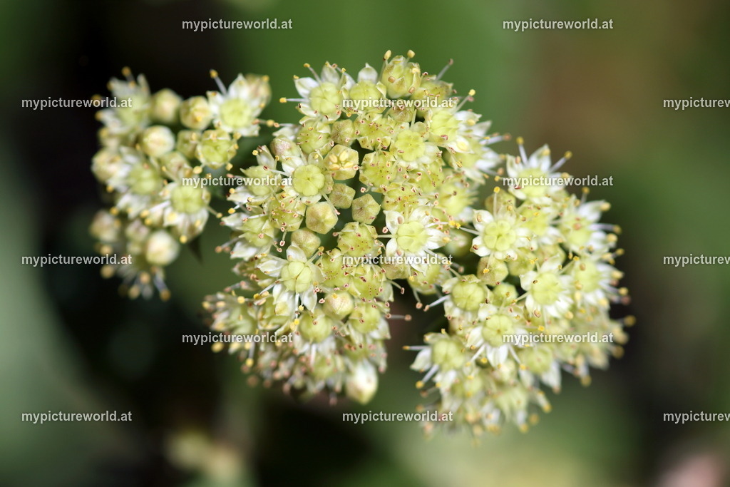 Große Fetthenne-005 | Das Bilderarchiv über Tiere, Planzen und Landschaften. In der Bilddatenbank finden Sie ein große Auswahl an hochwertigen Bilder für Ihre Werbung - Realisiert mit Pictrs.com