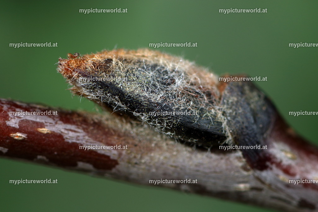 Vogelbeere-019 | Das Bilderarchiv über Tiere, Planzen und Landschaften. In der Bilddatenbank finden Sie ein große Auswahl an hochwertigen Bilder für Ihre Werbung - Realisiert mit Pictrs.com