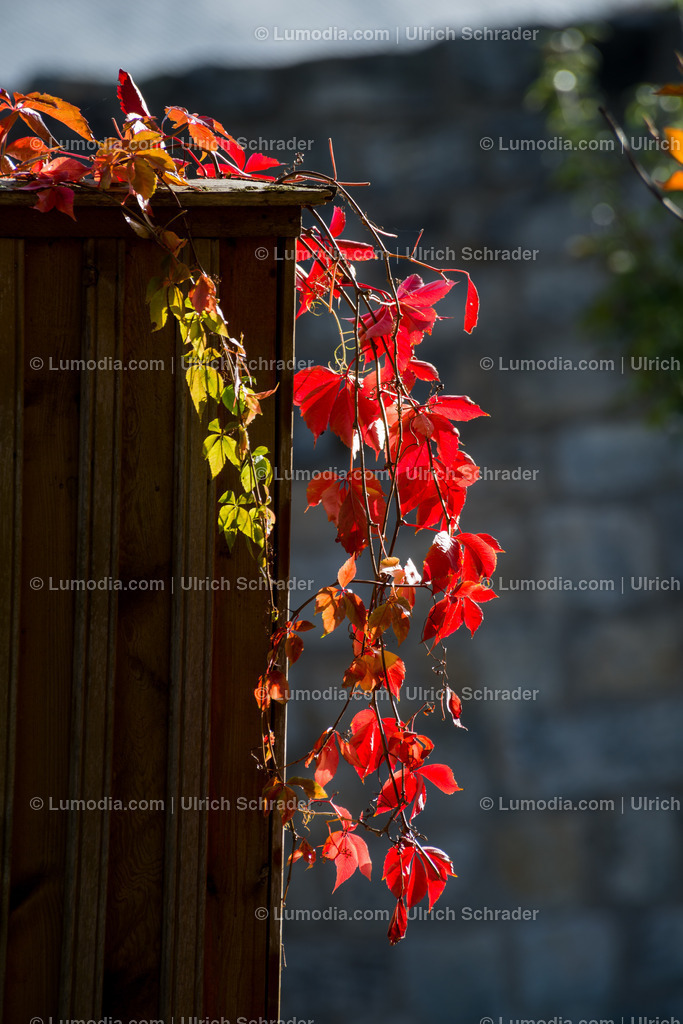 100494-3948 - Barockgarten Blankenburg | max. Bildgröße A2 | 300dpi - Realisiert mit Pictrs.com