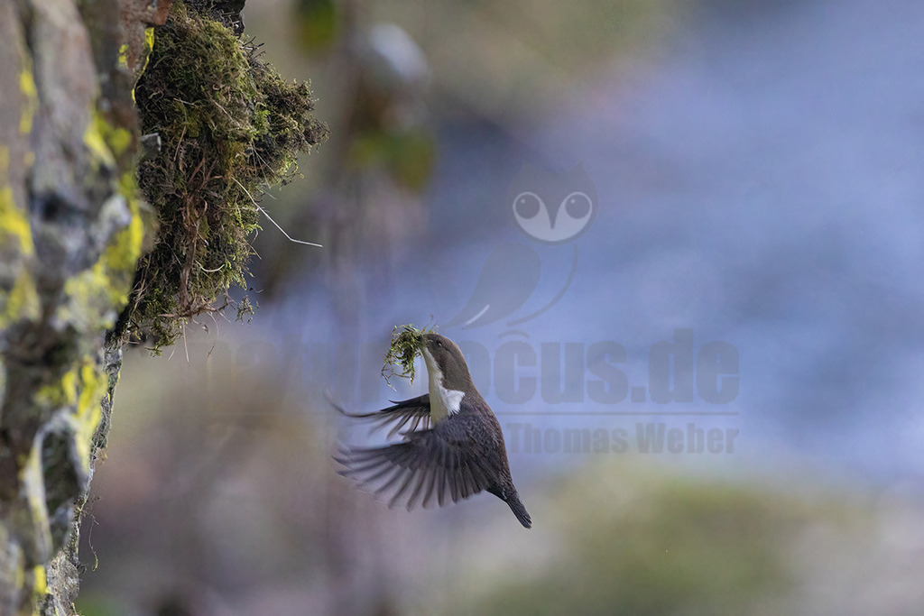 R6NF7640_20250310 | Die Wasseramsel oder Eurasische Wasseramsel ist die einzige auch in Mitteleuropa vorkommende Vertreterin der Familie der Wasseramseln. Der etwa starengroße, rundlich wirkende Singvogel ist eng an das Leben entlang schnellfließender, klarer Gewässer gebunden. - Realisiert mit Pictrs.com
