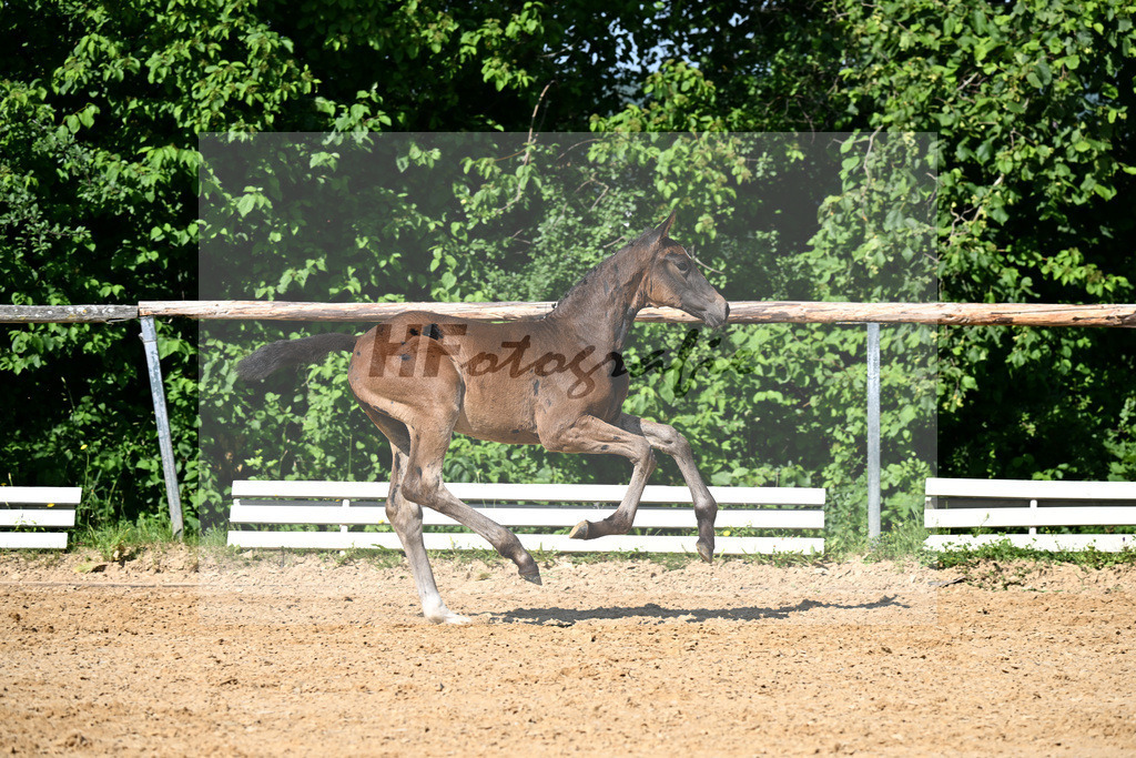 Kat-Nr. 20 Bon Bolero x Belissimo M_SF_Ehrle_16250076 | hf-fotografie - Realisiert mit Pictrs.com