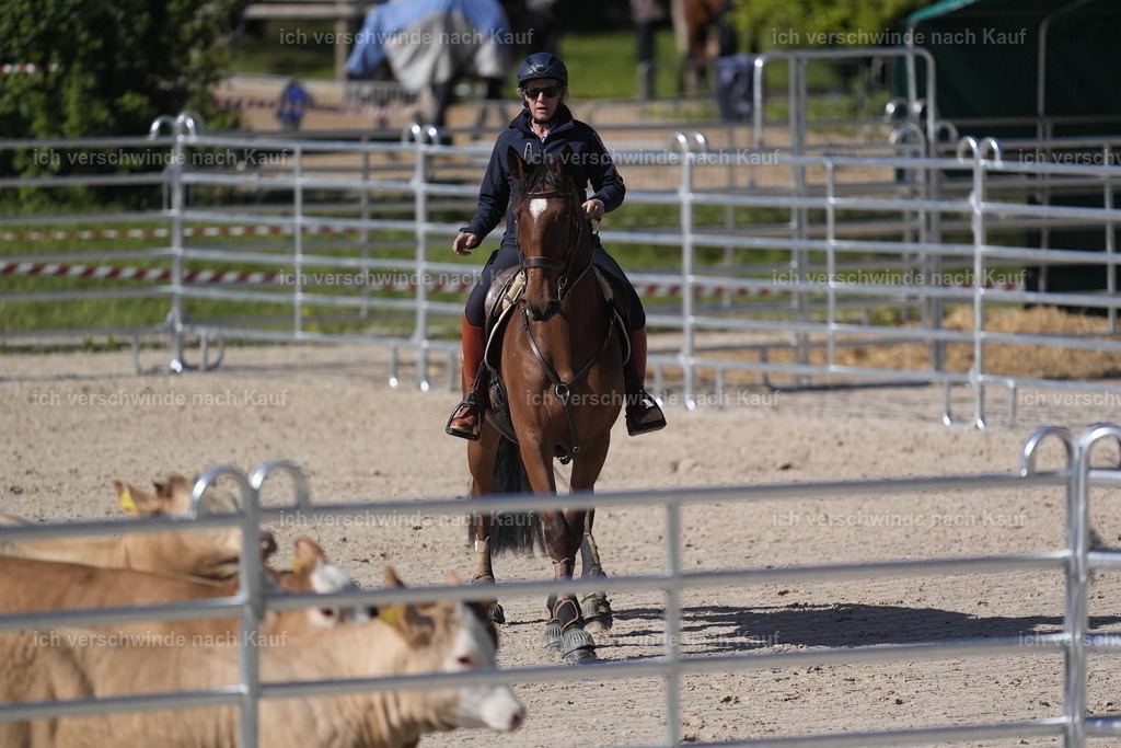 PI26_COW_Stoibphotography_DSC4890.JPG | working equitationturnier fotograf videograf stoibphotography marixx film working equitation deutschland reitsport turnierfotografie eventfotografie equestrian events