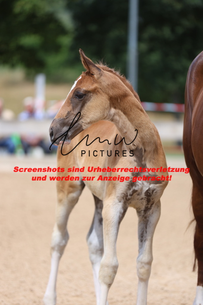 Fohlenschau_Schwäbisch_Hall_dressurbetonte_Fohlen_KN 5_7 | lmwpictures - Realisiert mit Pictrs.com