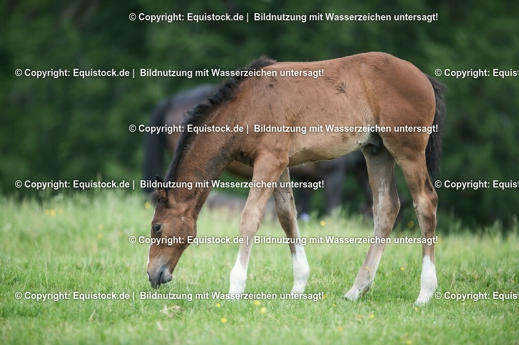 20210617_Fohlen_0363 | Foto: Thomas Hartig