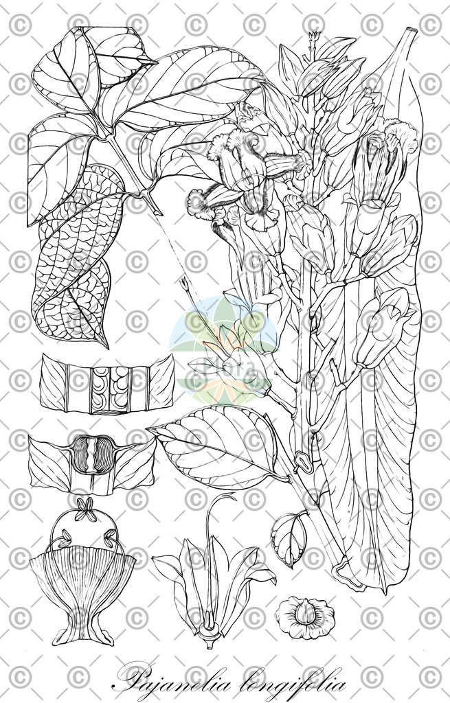 HistAbb_wfo-0001147287_1_ENZY_Simple | Historische Abbildung von Pajanelia longifolia - Bignoniaceae | Historical Illustration of Pajanelia longifolia - Bignoniaceae