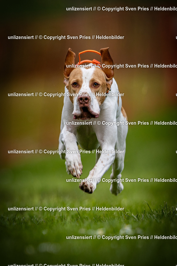 Sven Pries | 2025-04-13 - Hunderennen Baden-Baden - Realisiert mit Pictrs.com