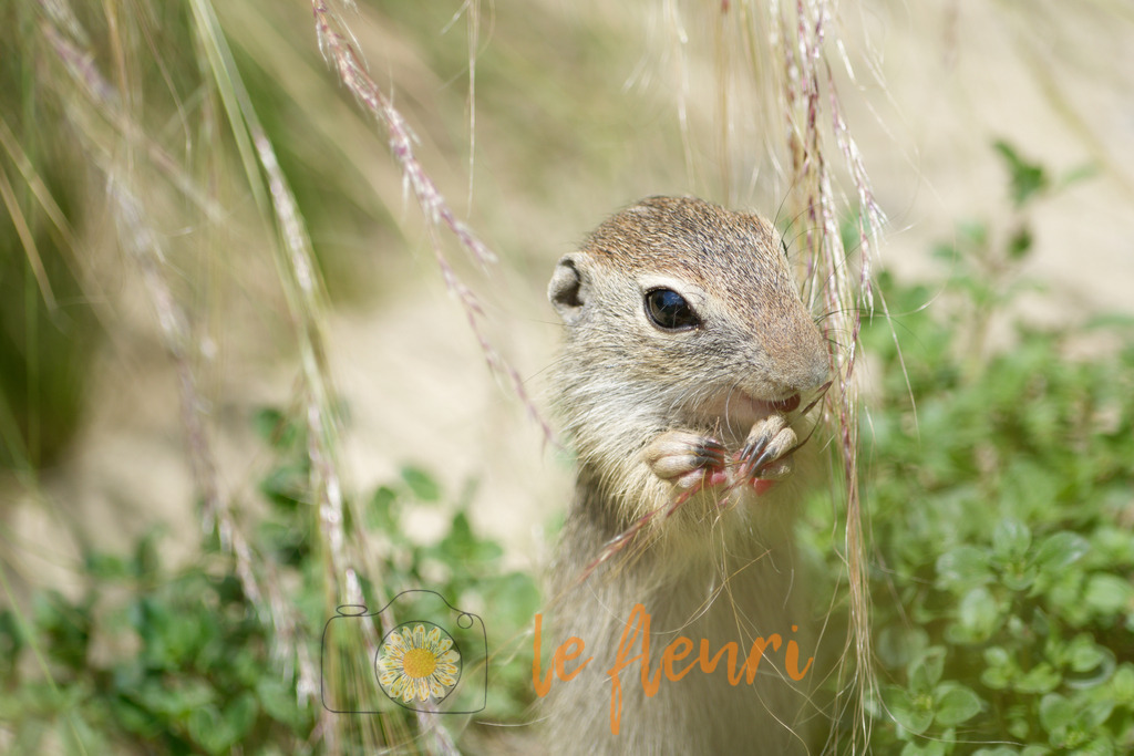 DSC_0041-NEF_DxO_HQ | Dies ist der Shop von Florian Blum - le fleuri. Langenthal, Bern, Schweiz. Sie können hier meine oder ihre eigenen Fotos als Fotoprodukte kaufen. Tassen, Schlüsselanhänger, Taschen etc. können Sie hier gestalten.  - Realisiert mit Pictrs.com