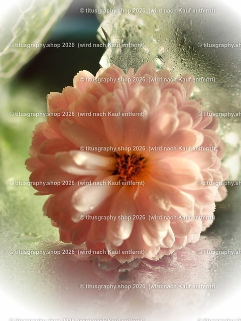titusgraphy_PB251210-vz-ln_pe | titusgraphy-shop: Geschenkideen mit Qualitätsfotos. titusgraphy-shop: gift ideas with quality photos. titusgraphy-shop: idées cadeaux avec photos de qualité.  - Realisiert mit Pictrs.com