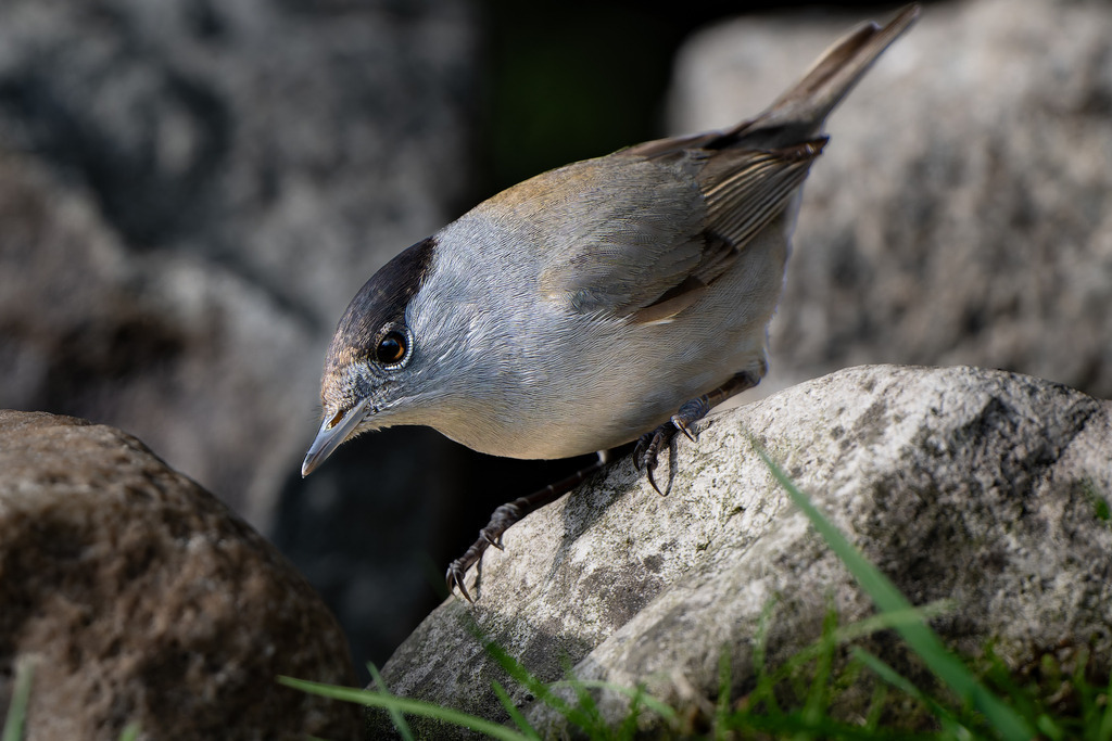 Mönchsgrasmücke Europäischer Singvogel im Porträt | Eine detailreiche Nahaufnahme einer männlichen Mönchsgrasmücke (Sylvia atricapilla), die auf einem großen, grauen Stein sitzt. Der Vogel wird im Profil gezeigt, sein Kopf ist leicht nach unten geneigt und blickt aufmerksam nach links unten. Deutlich erkennbar ist die charakteristische glänzend schwarze Kappe (Scheitelplatte), die sich scharf vom hellgrauen Gesicht und der grauen Kehle abhebt. Das Gefieder am Rücken und an den Flügeln ist graubraun, während die Unterseite heller grau ist. Das Auge ist dunkel mit einem feinen hellen Augenring. Die scharfen Krallen umklammern die raue Oberfläche des Felsens. Der Hintergrund besteht aus weiteren unscharfen Felsen und einigen grünen Grashalmen, was dem Bild eine natürliche, steinige Umgebung verleiht.