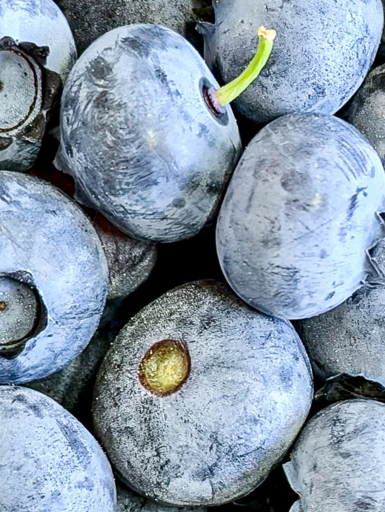 Blueberry Close-Up II | Botanisches Beeren Wandbild | Variante II unserer beliebten Blaubeeren-Nahaufnahme. Dieses hochaufgelöste Botanik-Makro fängt die feine, natürliche Textur und die tiefen Blau-Violetttöne reifer Heidelbeeren in Perfektion ein. Als großformatiges Wandbild (besonders edel und brillant unter Acrylglas oder auf Leinwand) bringt dieses Kunstwerk frische Farbe und modernen Stil in Küche, Esszimmer oder Wohnbereich. - Realisiert mit Pictrs.com