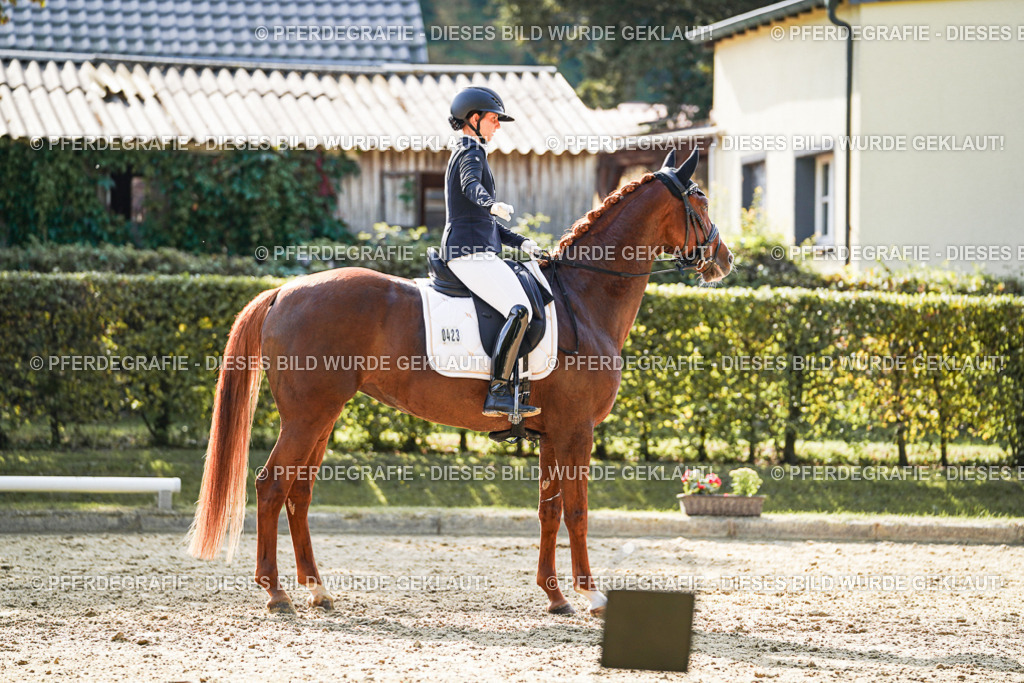 DSC07508 | Pferdegrafie