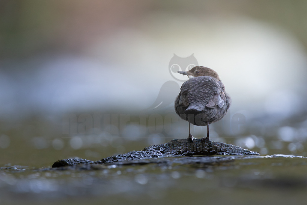 R6M38988_20260501 | Eine Wasseramsel (Cinclus cinclus) steht auf einem dunklen, nassen Felsen inmitten eines fließenden Gewässers. Das Gefieder des Vogels ist überwiegend dunkelgrau, der Kopf und Nacken sind braun. Der Vogel blickt nach links aus dem Bild heraus. Der Hintergrund ist unscharf und zeigt helle, bläuliche und grünliche Töne, die das Wasser und die Ufervegetation andeuten. Es ist keine spezifische Interaktion erkennbar, außer dass der Vogel auf dem Felsen ruht. - Realisiert mit Pictrs.com