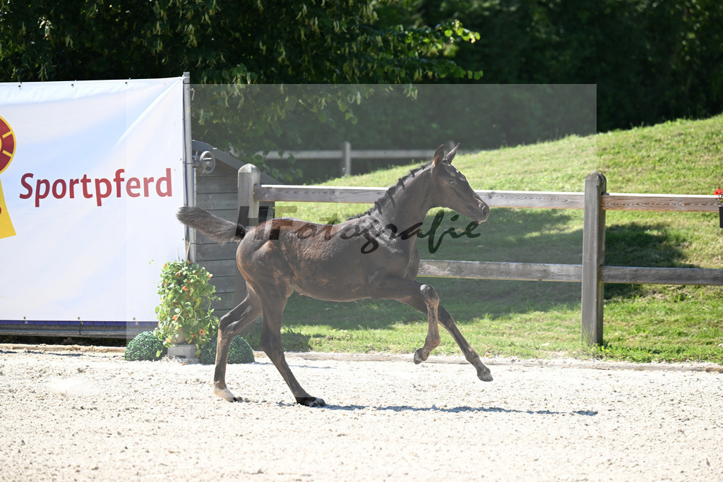Kat-Nr. 22 Adzarro de L Abbaye B x Contendro I_SF_Batzek_24250518 | hf-fotografie - Realizzato con Pictrs.com
