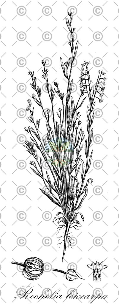HistAbb_EMP_56150_1_SIMPLE | Historische Abbildung von Rochelia leiocarpa - Boraginaceae | Historical Illustration of Rochelia leiocarpa - Boraginaceae