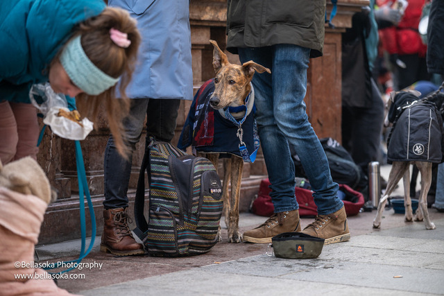 Galgomarsch2026-159 | Augenblicke kommen und gehen, Erinnerungen bleiben. Als Tierfotografin schaffe ich liebevolle Erinnerungen an unsere tierischen Familienmitglieder, ohne Stress und Druck.
Buchbar für den Raum München und Landkreis Dachau  - Realisiert mit Pictrs.com