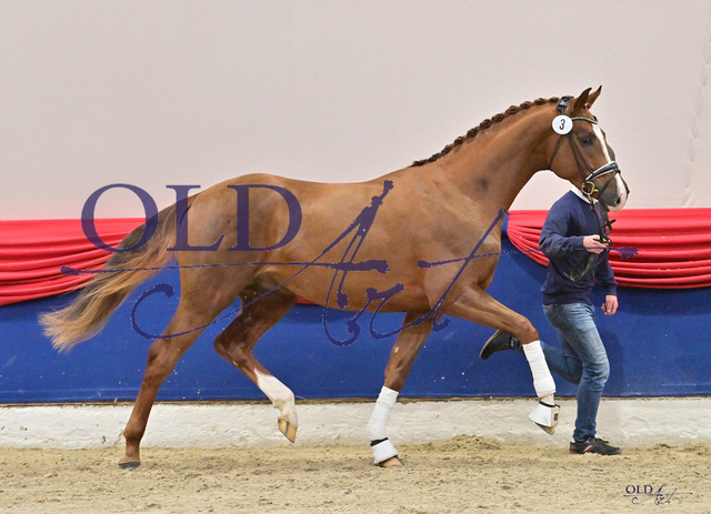 03 DE433330862420 HM Bon Courage - Rohdiamant - DonnerhallDSC_3173_s | <meta name="description" content="★Offizieller Merchandise und Foto-/Videostore des Oldenburger Verbandes.★ ✅Jetzt auch digital Ausdrucke erhältlich." />
<meta name="keywords" content="Merchandise Foto-/Videostore Oldenburger Verband Photographie 