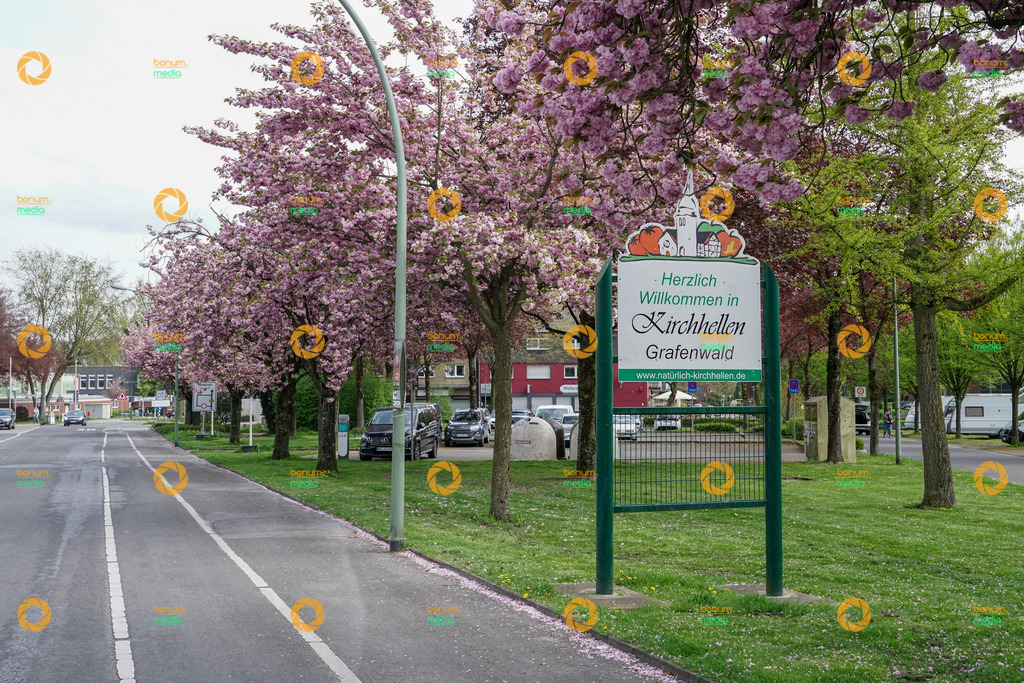 260417-1305_AB33-H-DB_02956 | Kirschblüte Grafenwald Stock - Realisiert mit Pictrs.com