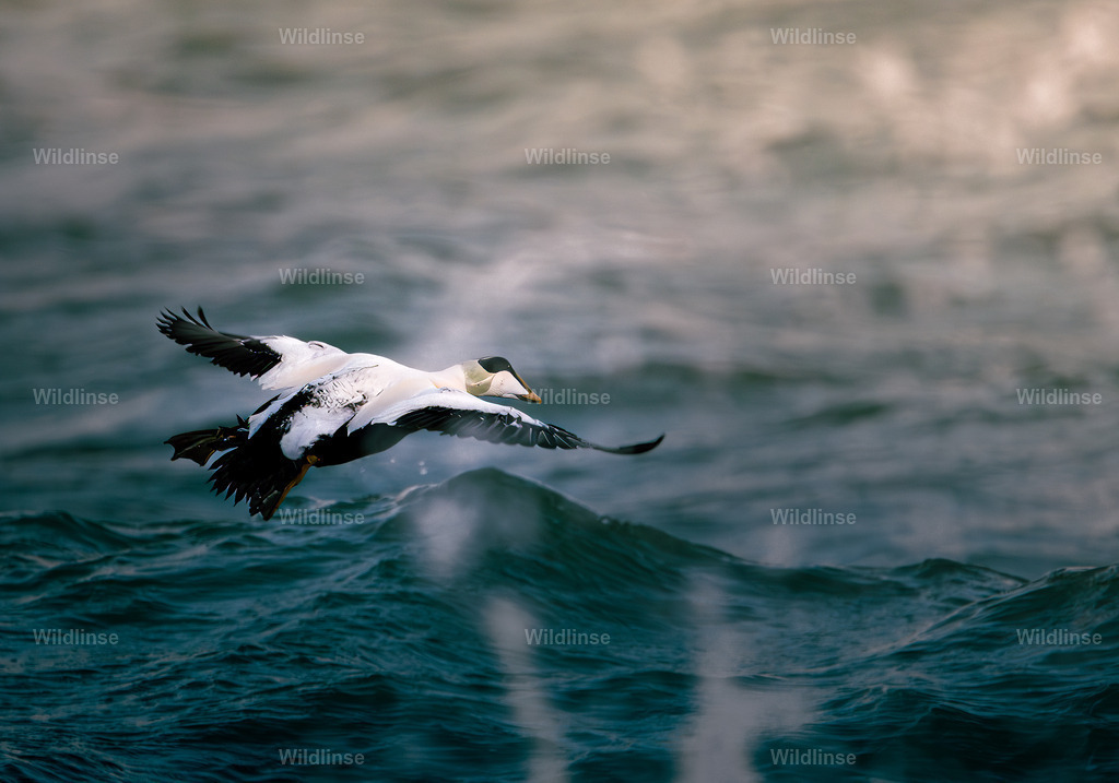 Wildlinse-240107-1 | Willkommen bei Wildlinse. Wildtierfotografien aus Schleswig-Holstein: Entdecke einzigartige Fine-Art-Prints und Poster, die Ruhe, Wildnis und die Schönheit unserer heimischen Tierwelt in dein Zuhause bringen. - Realisiert mit Pictrs.com