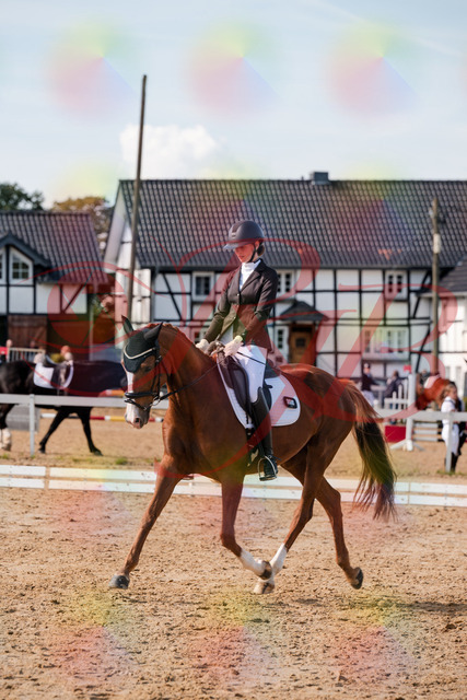 2026_10_03_Siefer-Hof_132955_Z63_91713395 | Professionelle Reitsport-, Turnier- und Eventfotografie von Robert Broda. Galerien mit ausgewählten und bearbeiteten Bildern direkt online ansehen und bestellen.