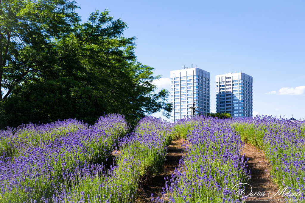 _DSC1242 | Fotografien, Fotos und Bilder aus Mainz, Frankfurt, Wiesbaden und anderen Orten auf der Welt - Fotografiert von Darius Metzner