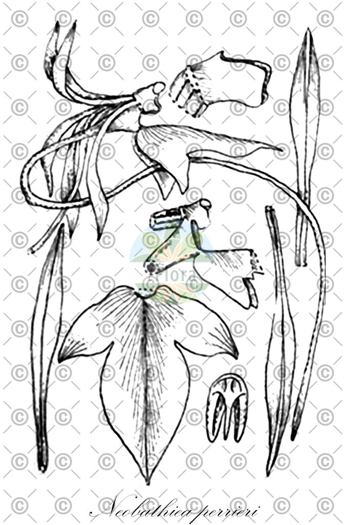 HistAbb_wfo-0000033111_1_ENZY_Simple | Historische Abbildung von Neobathiea perrieri - Orchidaceae | Historical Illustration of Neobathiea perrieri - Orchidaceae