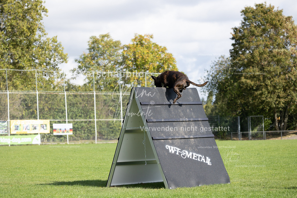 _16A6856 | Einzigartige Fotos von Hunden & Menschen –Actionfotos, Portraits, Vereinsaufnahmen & Paarshootings – authentisch, lebendig & mit Herz.