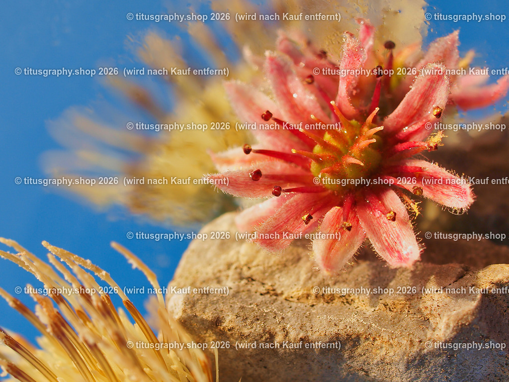 titusgraphy_P9178243-vz-ln | titusgraphy-shop: Geschenkideen mit Qualitätsfotos. titusgraphy-shop: gift ideas with quality photos. titusgraphy-shop: idées cadeaux avec photos de qualité.  - Realisiert mit Pictrs.com