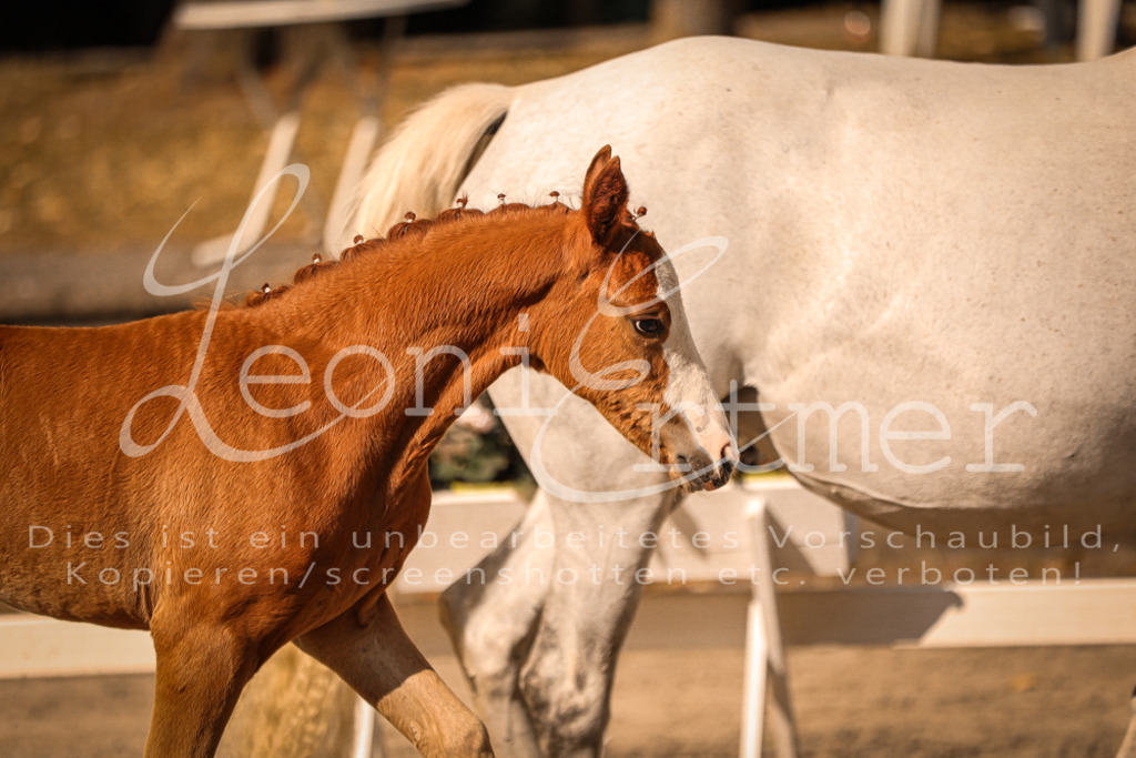 10.DoRP00201 | Leoni Ertmer Photography - Realisiert mit Pictrs.com