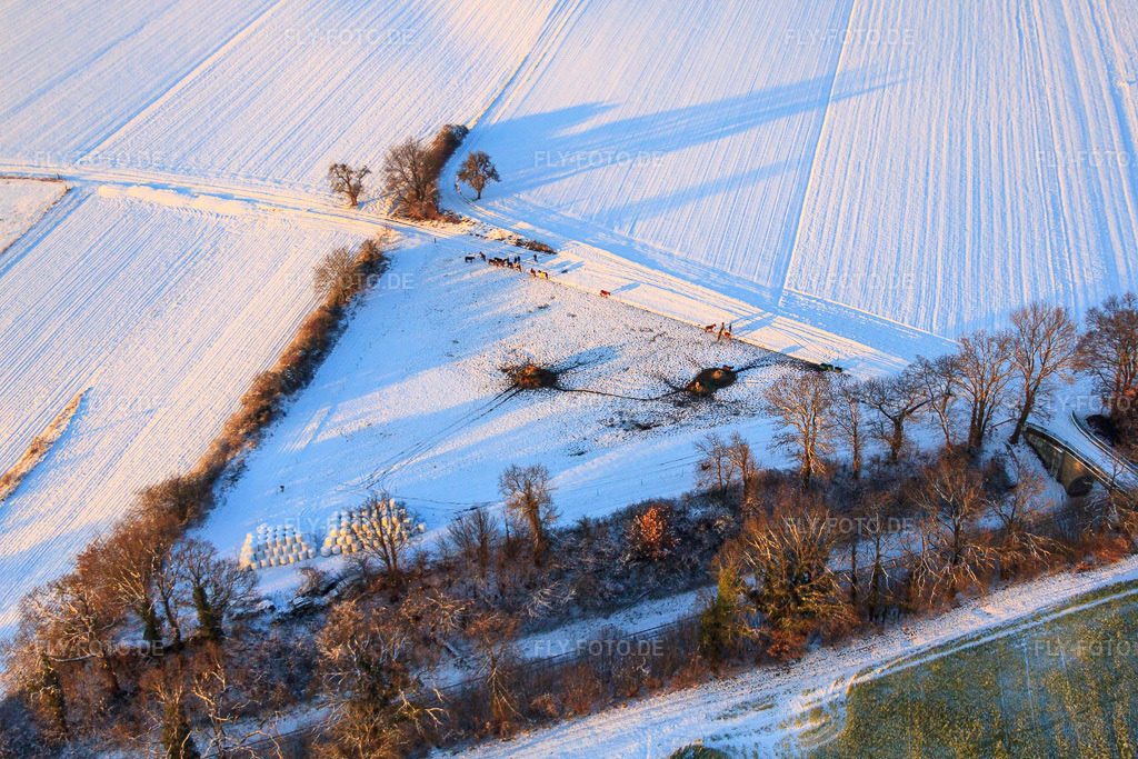Luftbild: Pferdekoppel im Winter bei Schnee in Freckenfeld im Bundesland Rheinland-Pfalz in Deutschland. Foto: IMG_54758.jpg vom 08.12.2012 durch Werner Riehm/FLY-FOTO.de