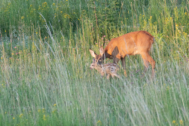 20177 | Tierfotografie, Tierkalender, Tierbilder, Insekten, Spinnen, Vögel, Schmetterling, Libellen, Leinwand, Colorkey, Qualität, Geschenkartikel, Geschenk - Realisiert mit Pictrs.com
