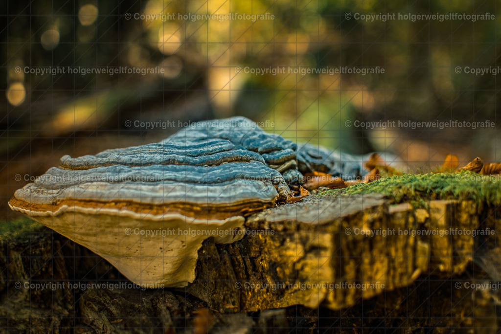 D75_6020 | Kaufen sie online außergewöhnliche Fotografien auf Leinwand Acrylglas Fotoprint Aludibond von holgerweigeltfotografie - Realisiert mit Pictrs.com