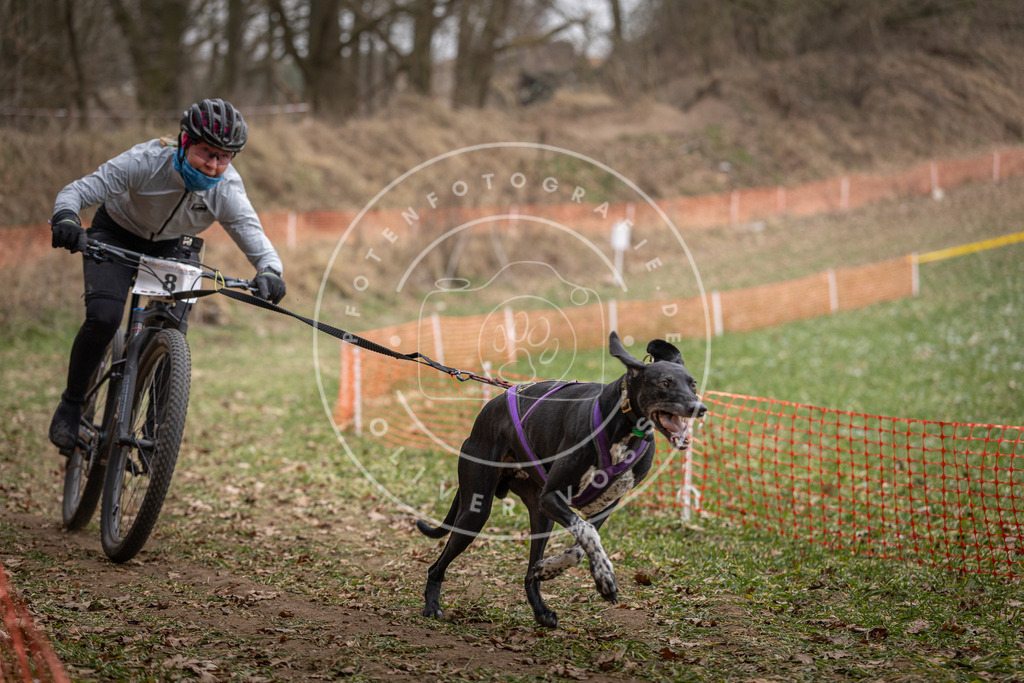Pfotenfotografie_DV3A6563 | Hundefotografie, Tierfotograf, Pfotenfotografie, Fotoshooting Hund, Hunde Portrait, Hundesport, Hundeportraits, Heideshooting, Hunde, Sportfotograf, Hundefotograf, Turnierhundsport, THS,  - Realisiert mit Pictrs.com