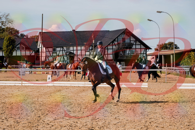 2026_10_03_Siefer-Hof_125537_Z63_62258425 | Professionelle Reitsport-, Turnier- und Eventfotografie von Robert Broda. Galerien mit ausgewählten und bearbeiteten Bildern direkt online ansehen und bestellen.